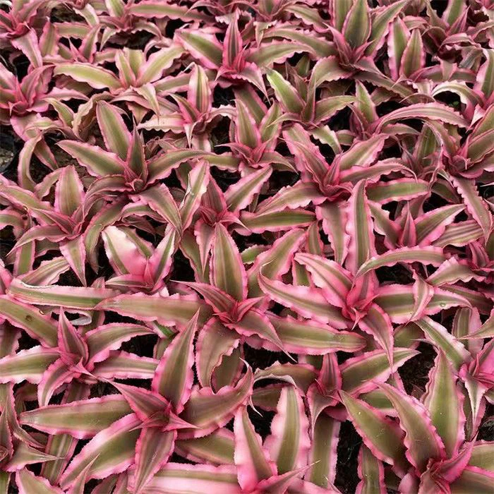 Earth Star Plant