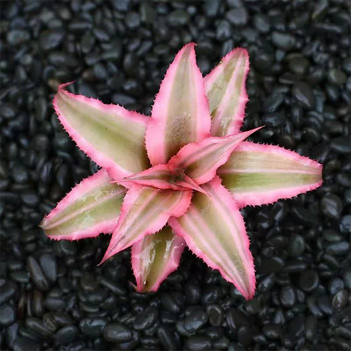 cryptanthus bivittatus