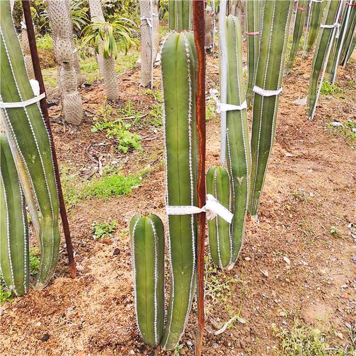 Kaktis Pachycereus Marginatus