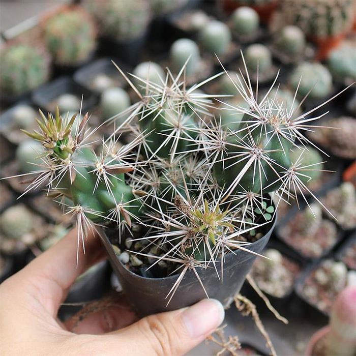 Grusonia Invicta