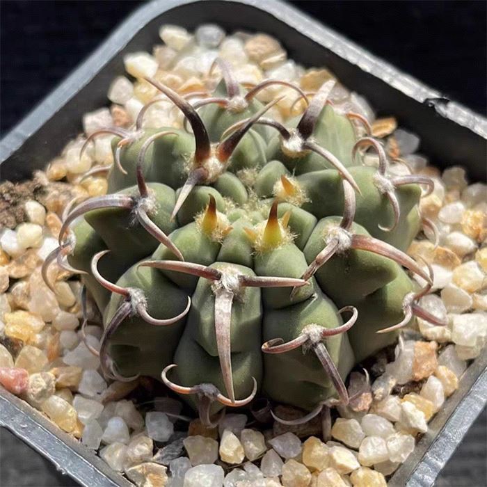 Gymnocalycium ochoterenae ssp. vatteri
