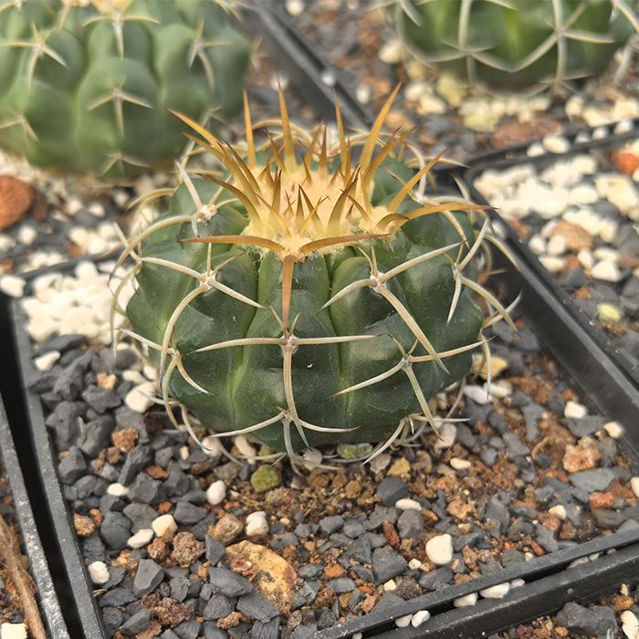 Gymnocalycium Schickendantzii