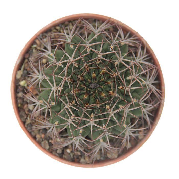 Gymnocalycium Schickendantzii