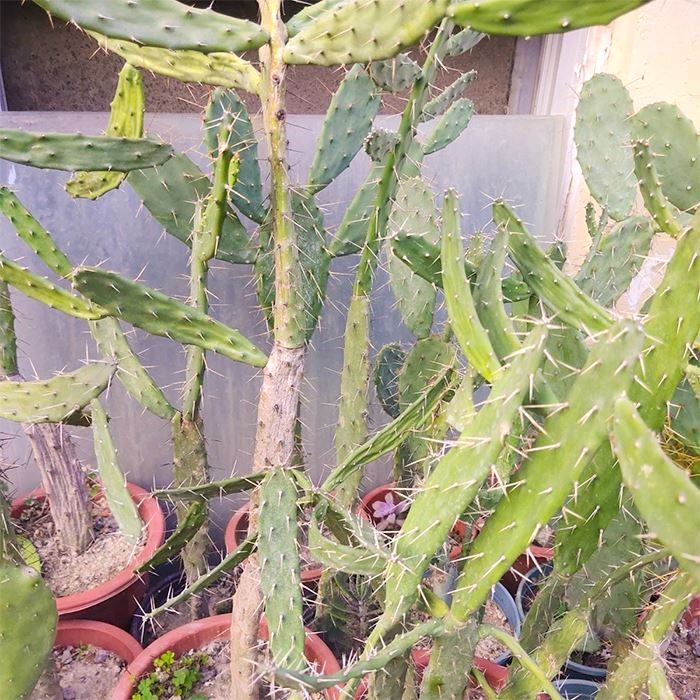 Opuntia Dejecta