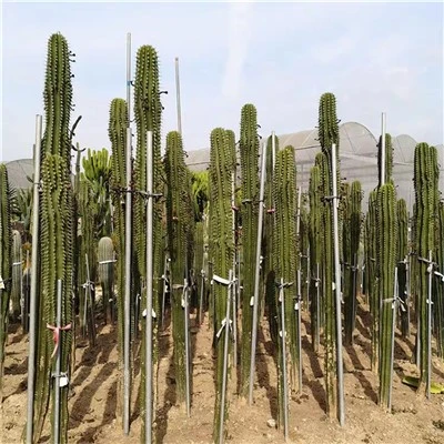 Neobuxbaumia Euphorbioides