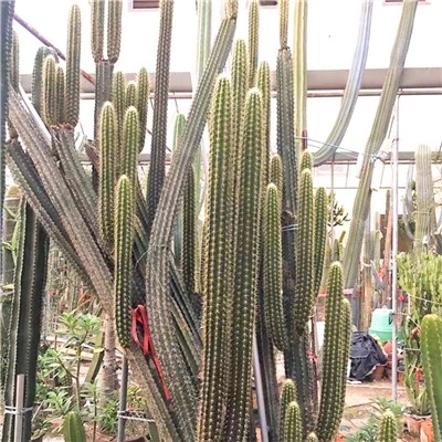 Pilosocereus Chrysostele