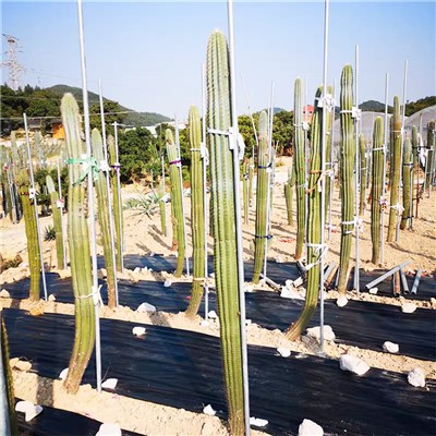 Pilosocereus Gounellei Kaktis