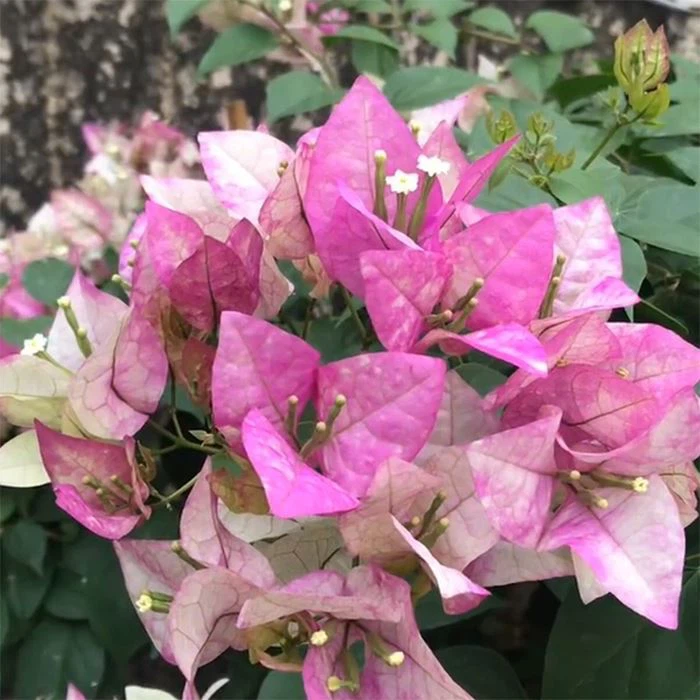 Bougainvillea Wajide Ali Shah