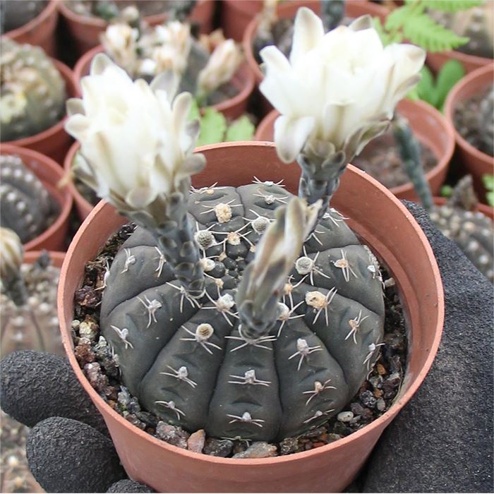 Gymnocalycium ragonesei