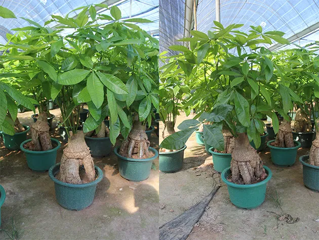 Shrubs And Trees Plant