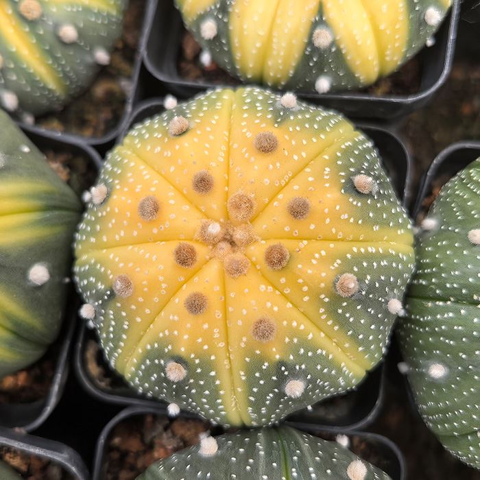 Astrophytum Asterias Variegata