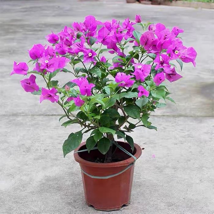 Bougainvillea 'Alexandra'