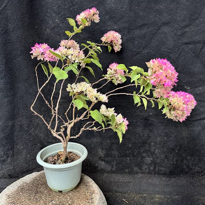 Bougainvillea Double White