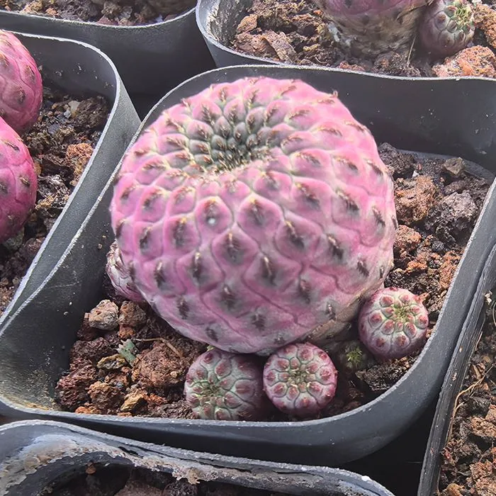 Echinopsis Sanguiniflora Cactus