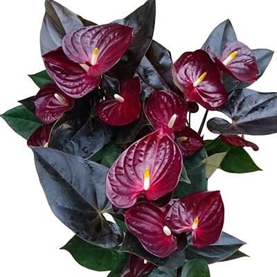 Anthurium Nwa Lanmou