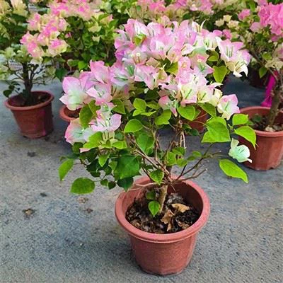 Bougainvillea 'Mperial Delight'