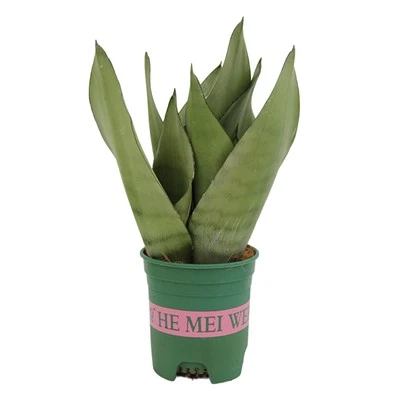Sansevieria Trifasciata Var Moonshine