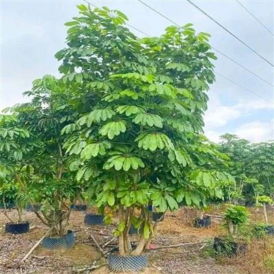 Schefflera Actinophylla Pye bwa