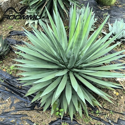 Agave Sisalana 'Sisal' Plant