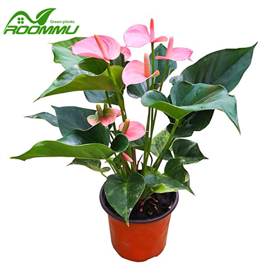 Anthurium Flamingo woz
