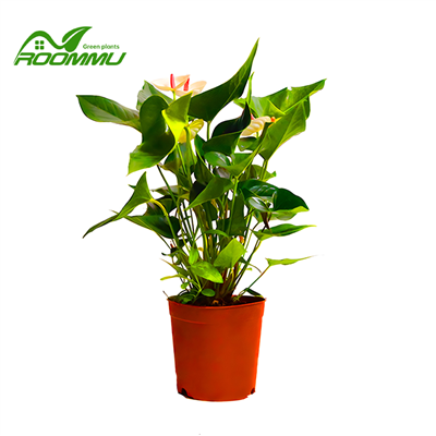 Anthurium Blan Flamingo