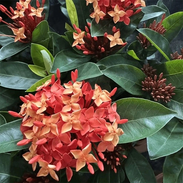 Chinese Ixora